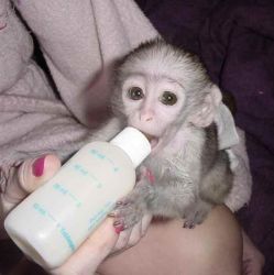 Healthy trained capuchin monkey for sale pay with cash