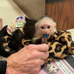 Sweat capuchin monkey for sale pay in person pickup asap