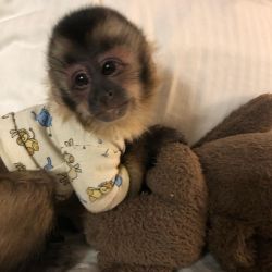 Awesome raised capuchin monkey for sale pickup locally