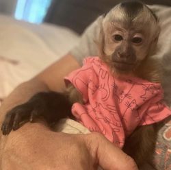 Young few weeks capuchin monkey for sale pay in cash
