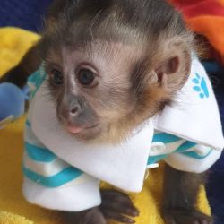 Lovely trained capuchin monkey for sell pay in cash