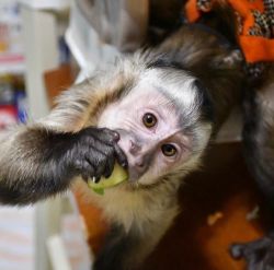 Cute lovely capuchin monkey for sale add a surprise home
