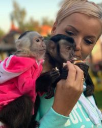 Have you been searching for a capuchin monkey for adoption
