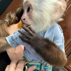 Thinking how to get a capuchin monkey for sale pay with cash
