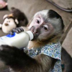 Interested in adding a companion capuchin monkey for sale