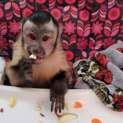 Best indoor hand raised capuchin monkey for adoption