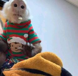 Drop your numbers young baby capuchin monkey for sale
