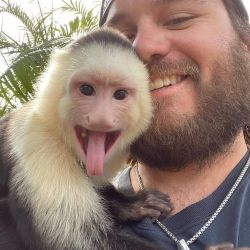 Young hand raised baby capuchin monkey for sale pay now