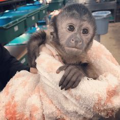 Female raise 10 weeks old capuchin monkey for adoption