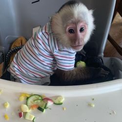 Surprise gift get a capuchin monkey for adoption pay in cash