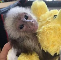 Little perfect male and female baby capuchin monkey for sale