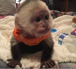 Male and female baby capuchin monkey for sale locally in usa