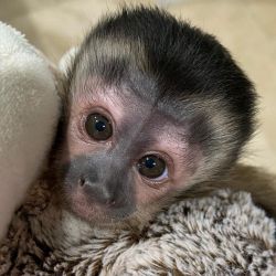 Tiny charming capuchin monkey for sale pay in cash