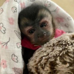 Healthy home raised baby capuchin monkey for sale pickup