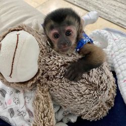 Bottle raise baby capuchin monkey for sale pay in person
