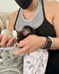 Indoor raise male & female capuchin monkey for sale locally