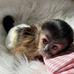 Hand raise 12 weeks old baby capuchin monkey for sale