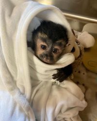 Perfect diaper train baby capuchin monkey for sale