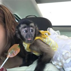 Capuchin Female Monkey for Rehome fee