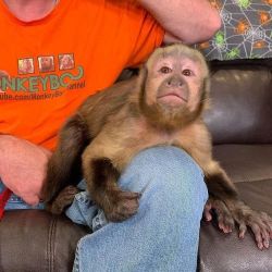 Amazing capuchin monkey