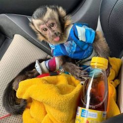 Amazing capuchin monkey
