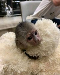 CUTE BABY MONKEYS RANCH FOR ADOPTION