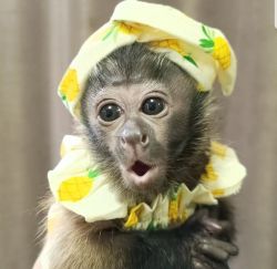 CUTE BABY MONKEYS RANCH FOR ADOPTION
