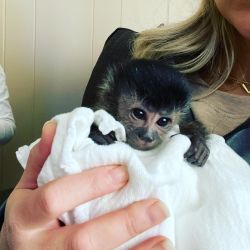 CUTE BABY MONKEY RANCH FOR ADOPTION