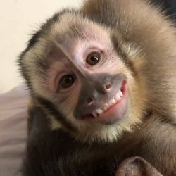 capuchin monkey for sale and adoption