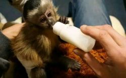 Capuchin monkeys for adoption and sale