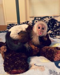 Extra Charming Home Raised Capuchins monkeys