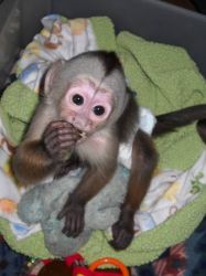 Lovely Capuchin Monkey Looking for new lovely home