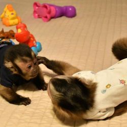 Beautiful Male And Female Capuchin Monkeys