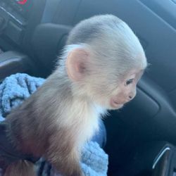 Charming babies Capuchin monkey available for rehoming