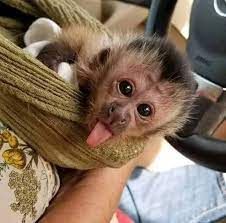 CAPUCHIN BABY AVAILABLE