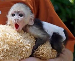 Baby Capuchin monkeys available