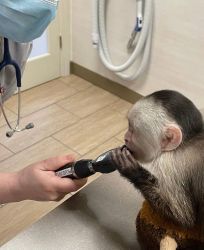 Capuchin Monkeys for Re-homing