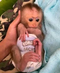 Adorable baby Capuchins Monkey