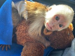 Super Adorable Capuchin Monkeys