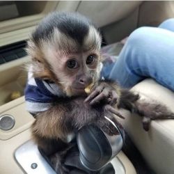 Precious Beautiful Capuchin Monkey