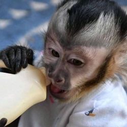 Cute Healthy Capuchin Monkey