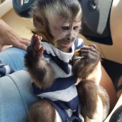 Adorable Capuchin Monkey