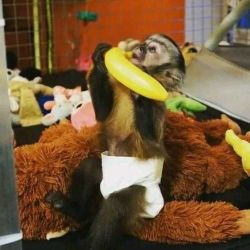 Amazing babies Capuchin monkey for adoption.