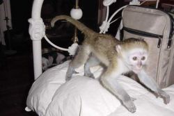 Little cute babies Capuchin monkeys available for adoption.