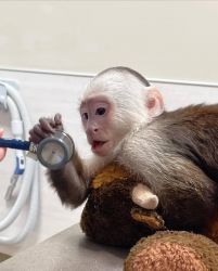 Precious Capuchin Monkey