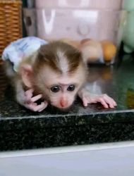 Capuchin monkey for sale