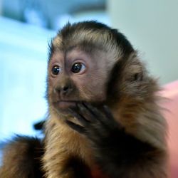 Capuchins Monkeys Seeking New Homes