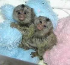 Healthy Marmoset Monkeys Avialable