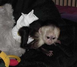 LO!!! baby spider monkeys for adoption
