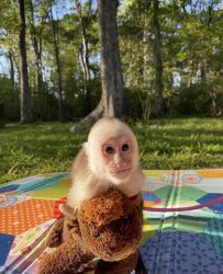 Google Legit Approved Diaper Trained Capuchin For Sale